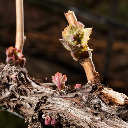 In the beginning, there is bud break.