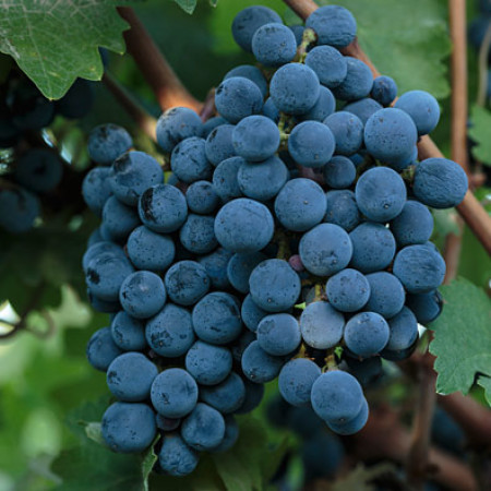 Grapes of World Class Wine