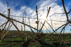 Obelisco Vineyard