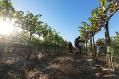 Obelisco Vineyard Harvest 2014