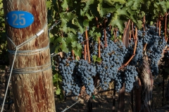 Obelisco Vineyard Harvest 2014