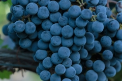 Obelisco Grapes