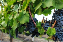 Obelisco Grapes