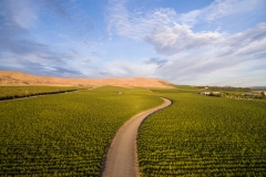 Obelisco Vineyard