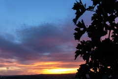 Obelisco Vineyard at Sunset