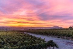 Obelisco Vineyard at Sunset